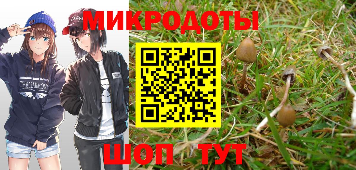 Псилоцибиновые грибы мицелий Курчатов